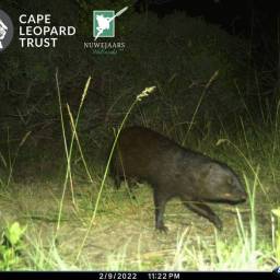 Water mongoose